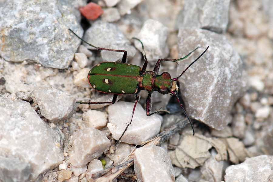 Cicindela campestris